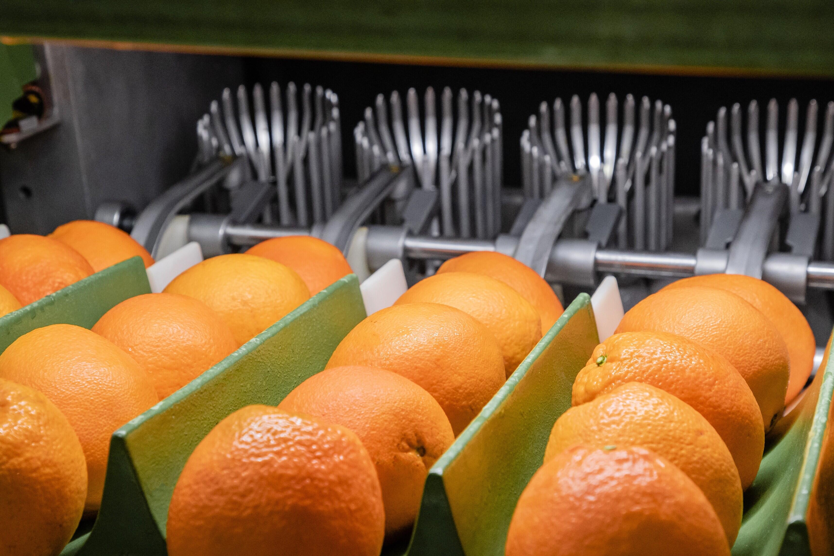 Fresh oranges moving through a produce grading line
