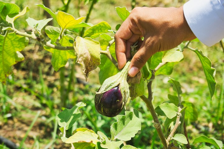 Eggplant