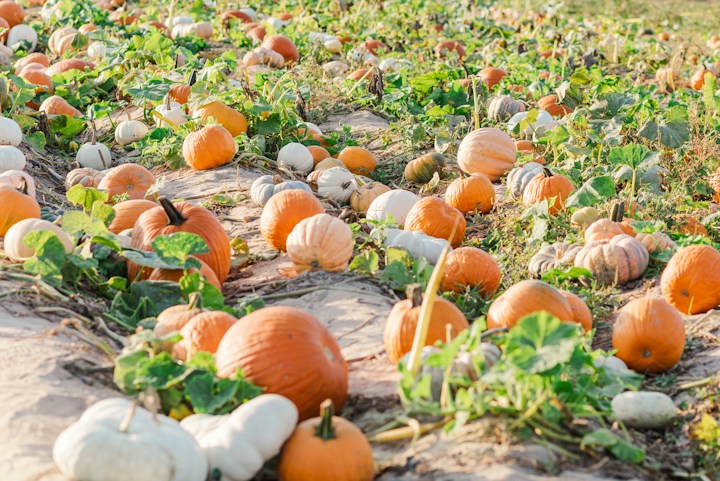 Pumpkin